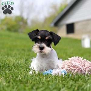 Millie, Miniature Schnauzer Puppy